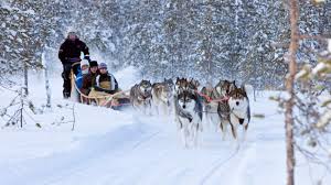 HUSKY RIDE RUSSIA